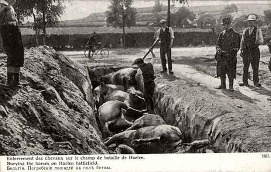 Belgium. Burial of Horses on the Battlefield. 