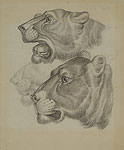 Nicholas  Benois. Heads of Tigers.