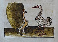 Illustration  to Aesop's fable «The Crane and the Peacock»