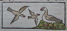 Птицы в «Диалогах животных» Майнуса Майнерского